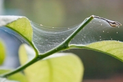 Комнатные растения: учимся бороться с паутинным клещом