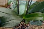 Фаленопсис (Орхидея) — выращивание, уход, пересадка и размножение. Полезные советы.