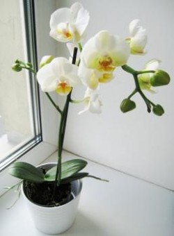 Фаленопсис (Орхидея) — выращивание, уход, пересадка и размножение. Полезные советы.